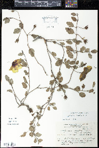 Cienfuegosia ulmifolia image