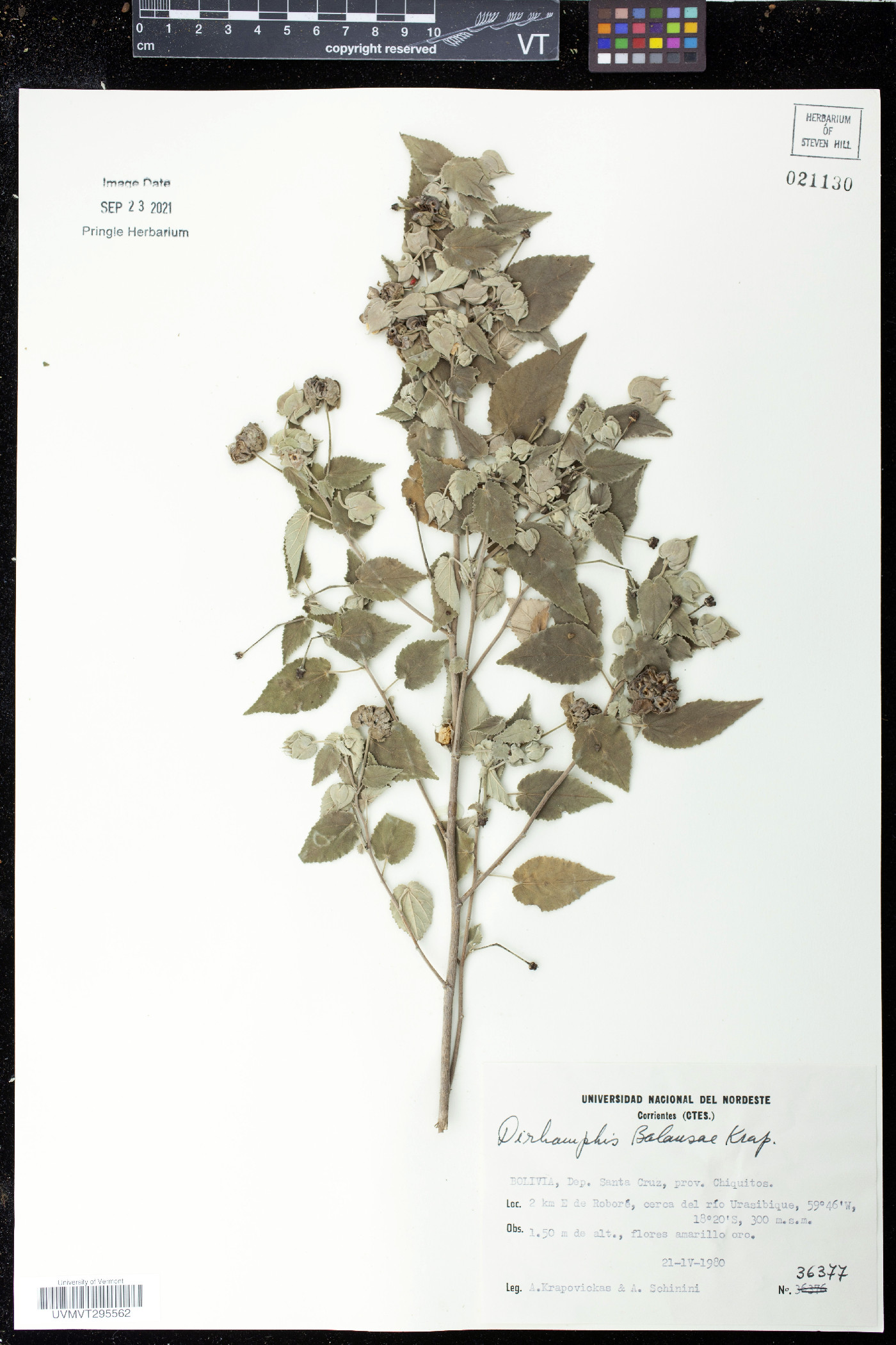 Dirhamphis balansae image