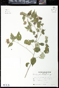 Dirhamphis balansae image
