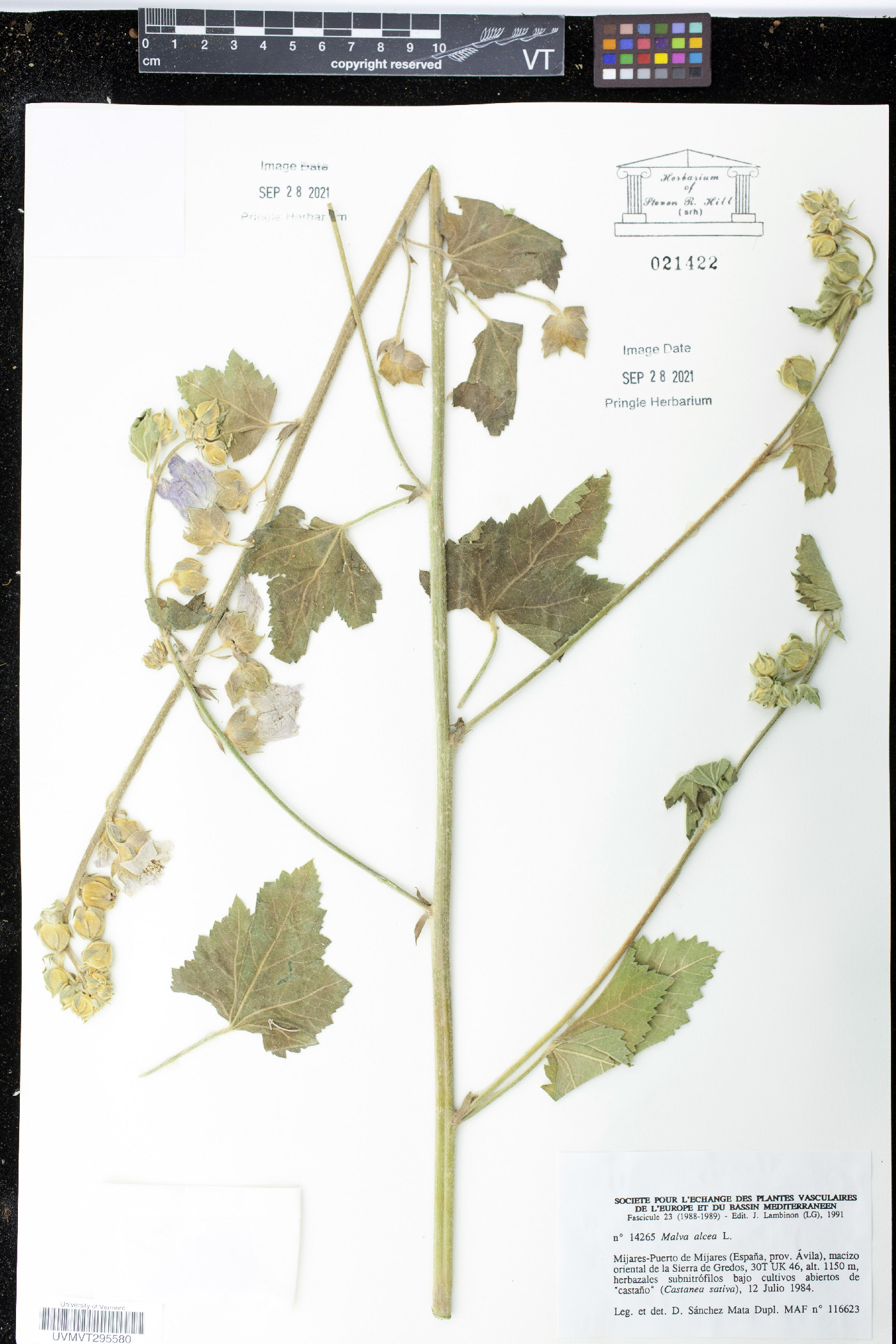 Malva alcea image