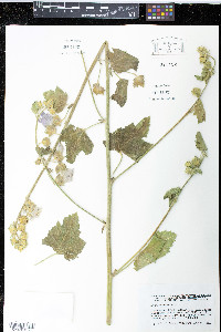 Malva alcea image