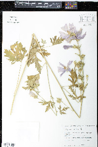 Malva alcea image