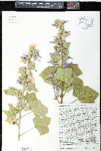 Malva arborea image