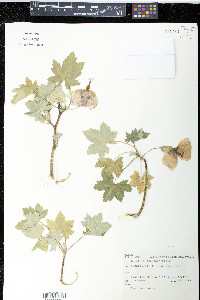 Malva assurgentiflora image