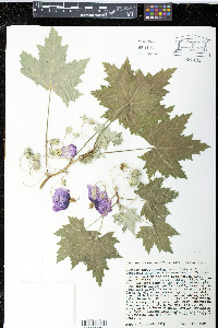 Malva assurgentiflora image