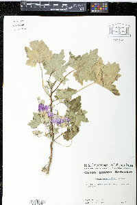 Malva assurgentiflora image