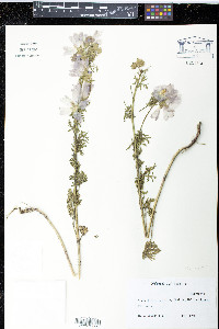 Malva moschata image