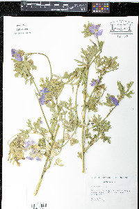 Malva moschata image