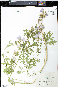 Malva moschata image