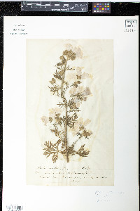 Malva moschata image