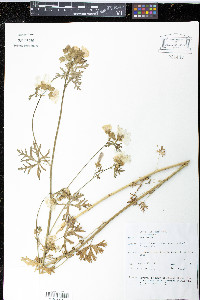 Malva moschata image