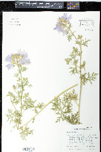 Malva moschata image