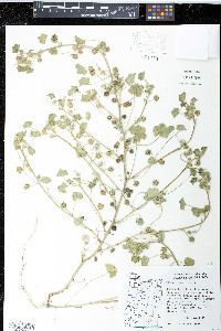 Malva neglecta image