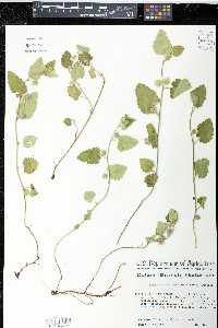 Image of Krapovickasia physaloides