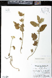 Krapovickasia urticifolia image