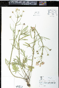 Callirhoe alcaeoides image