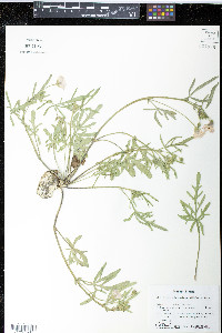 Callirhoe alcaeoides image