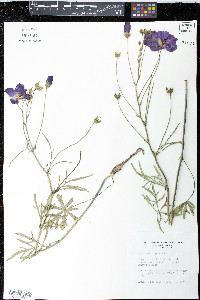 Callirhoe digitata image