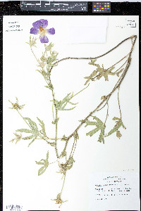 Callirhoe involucrata image