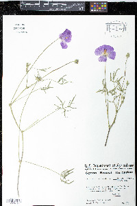 Callirhoe involucrata image