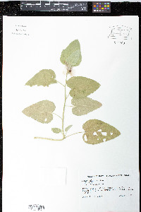 Althaea officinalis image