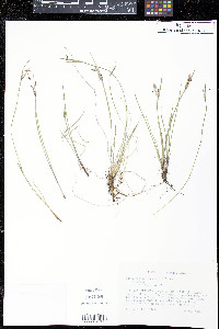 Sisyrinchium campestre image