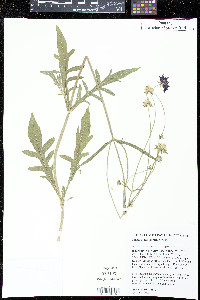 Image of Knautia macedonica