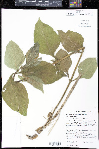 Triosteum aurantiacum var. aurantiacum image