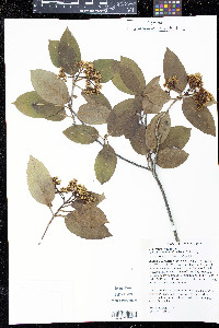 Viburnum cassinoides image