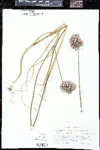 Allium sphaerocephalum image