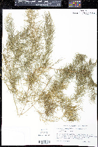 Asparagus plumosus image