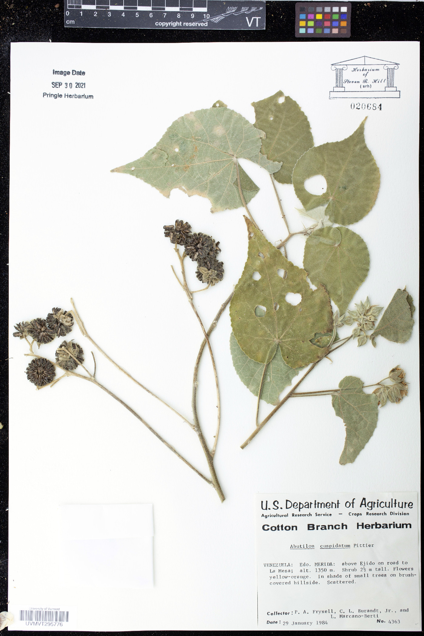 Abutilon cuspidatum image