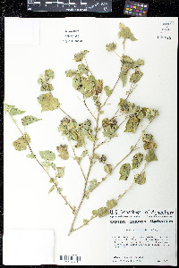 Abutilon abutiloides image