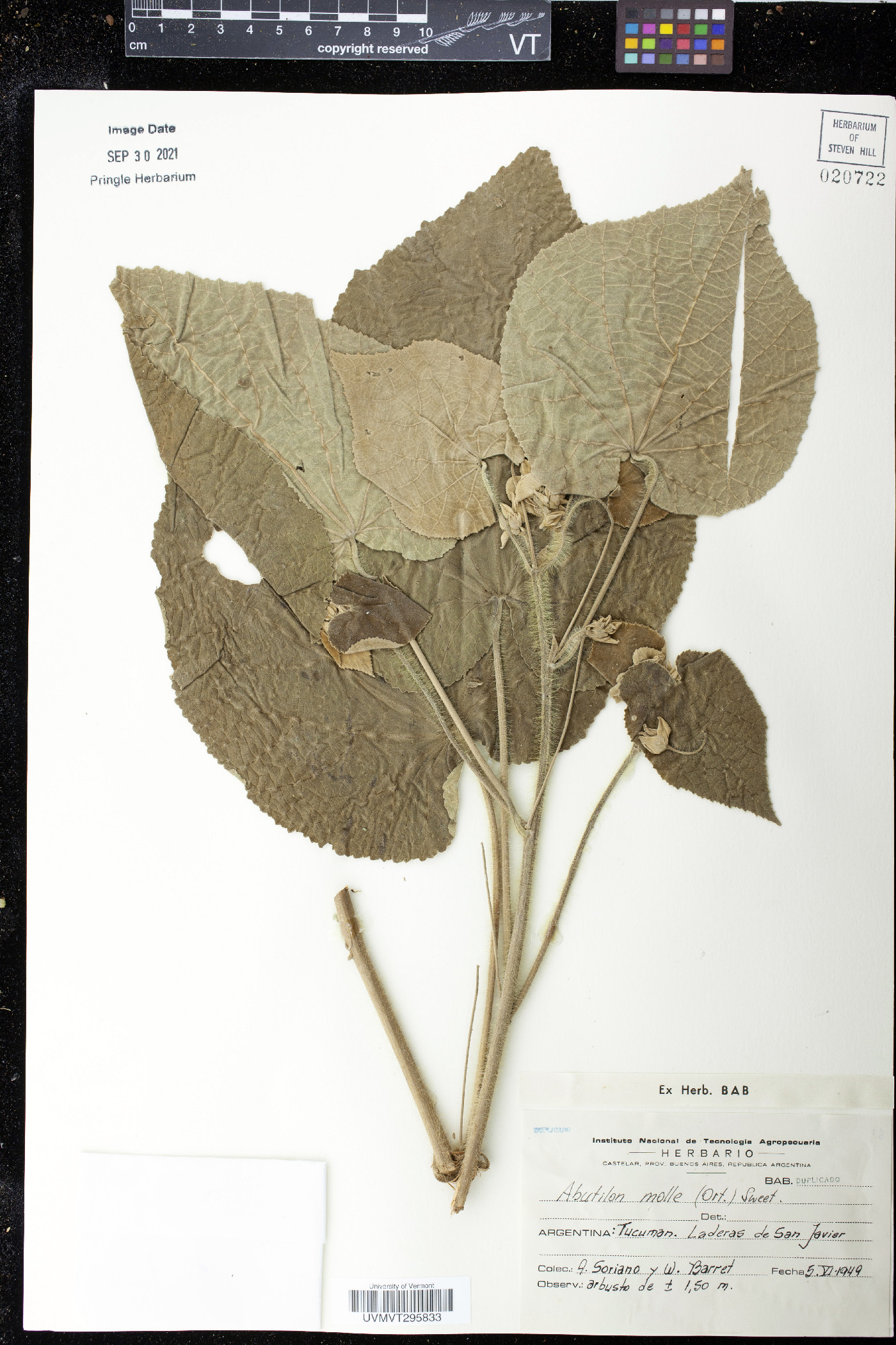 Abutilon anglosomaliae image