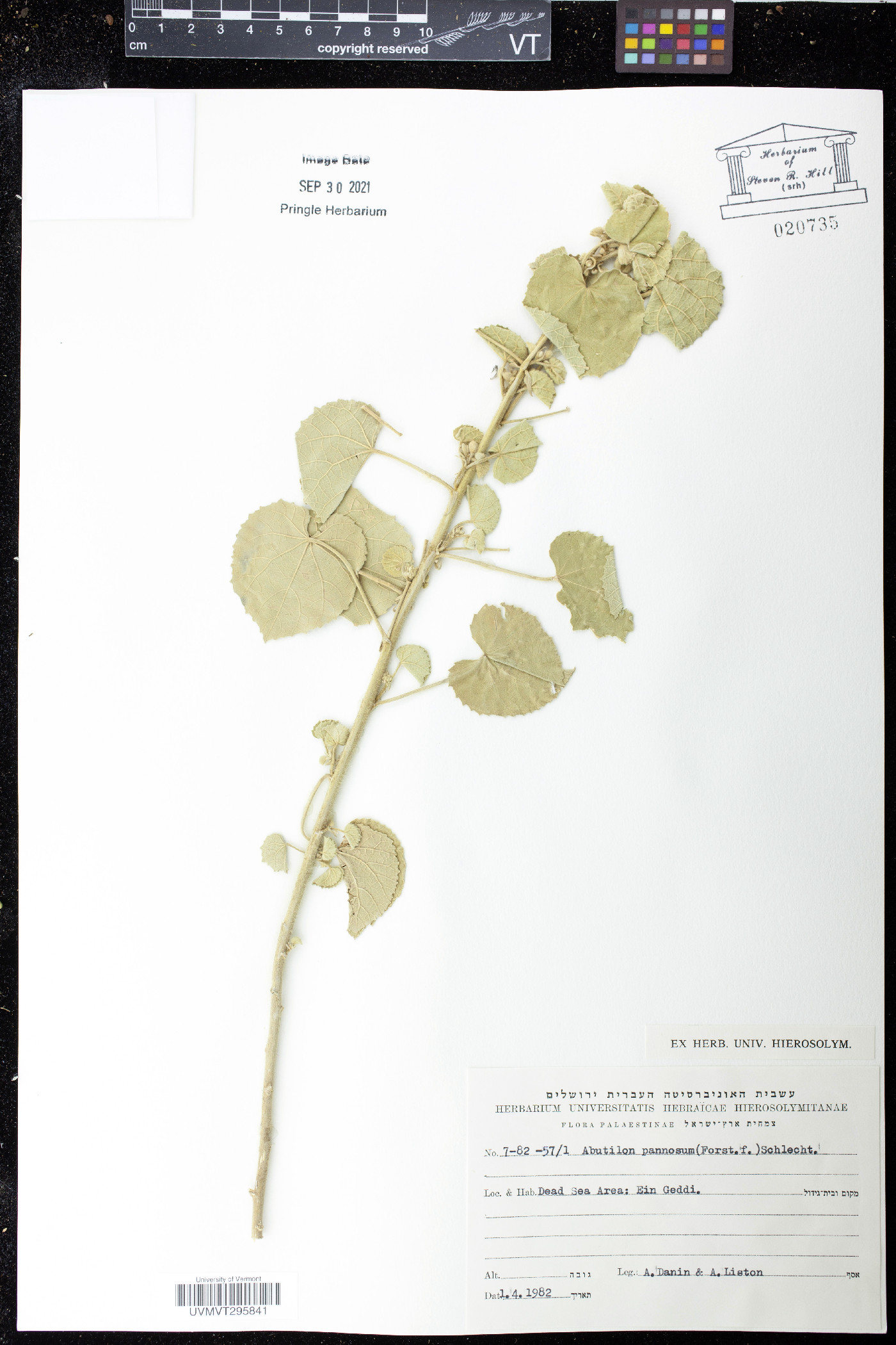 Abutilon pannosum image