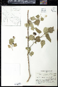 Abutilon pauciflorum image