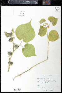 Abutilon theophrasti image