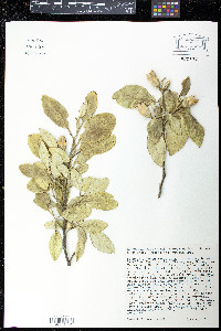 Lagunaria patersonii image