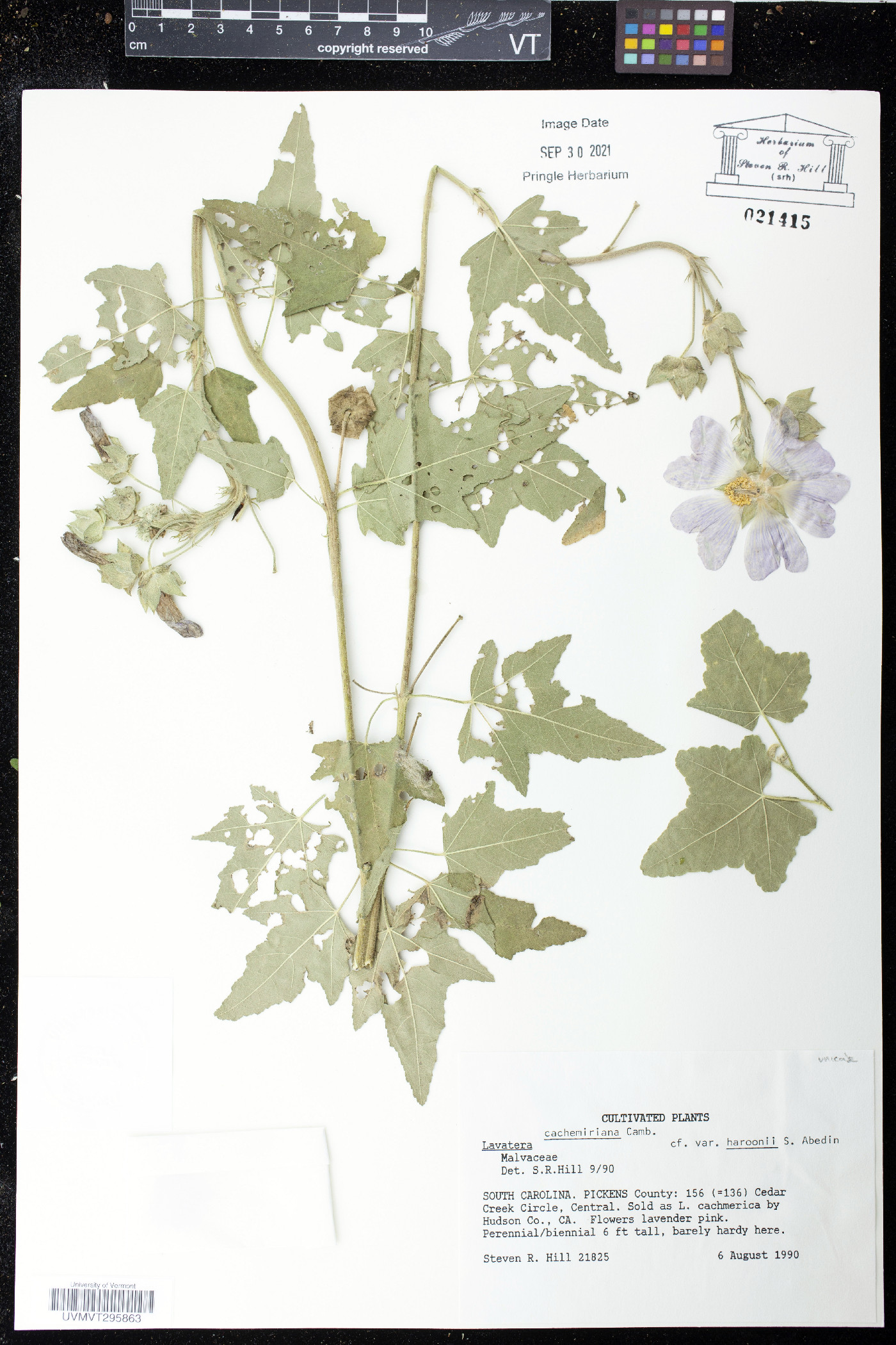 Lavatera cachemiriana image