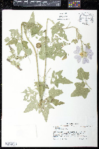 Image of Lavatera cachemiriana