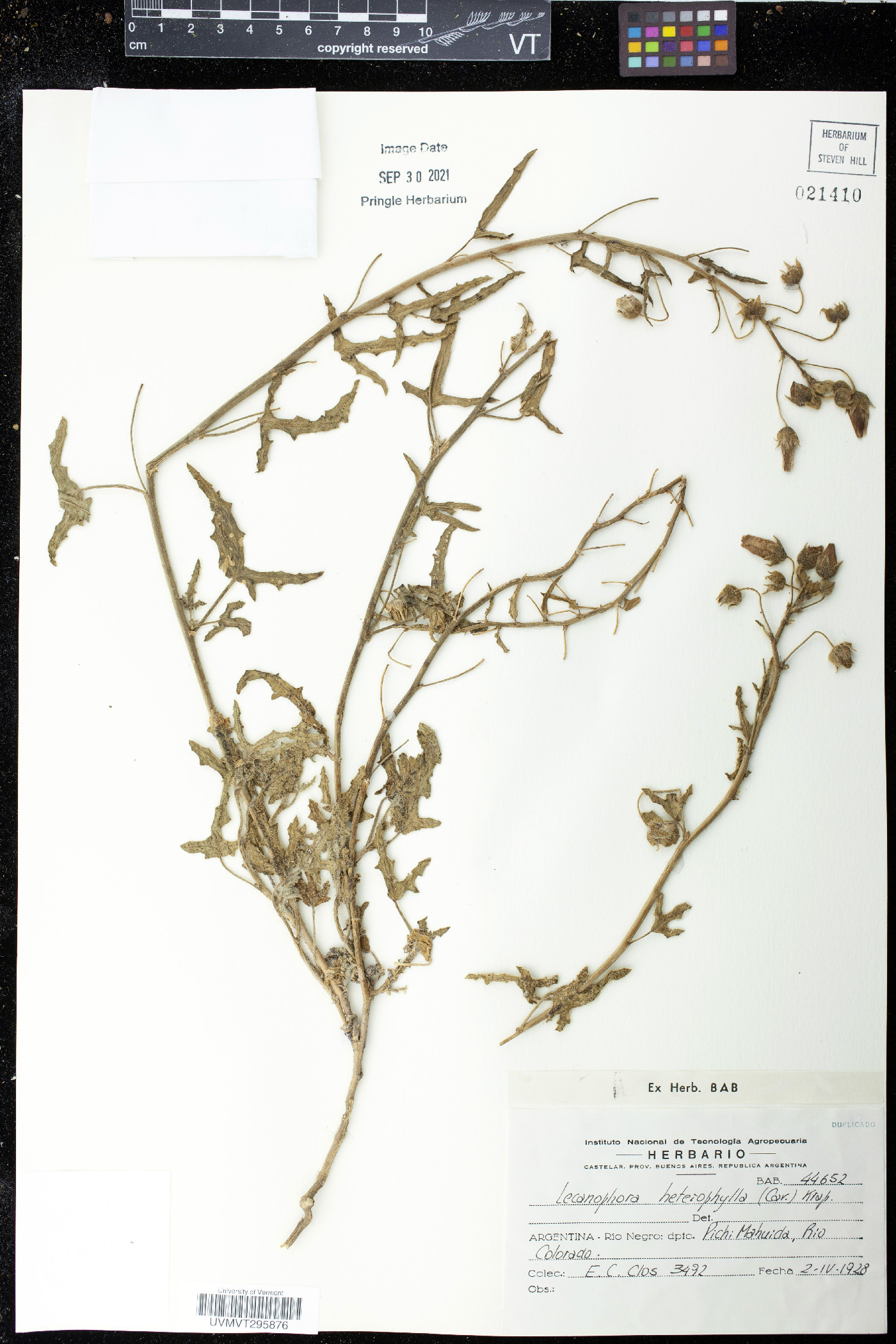 Lecanophora heterophylla image
