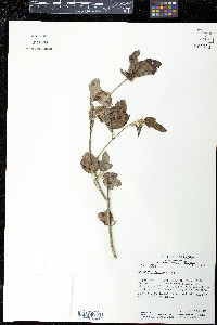 Malachra fasciata image