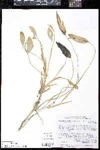 Pontederia triflora image