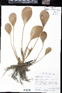 Image of Eichhornia heterosperma