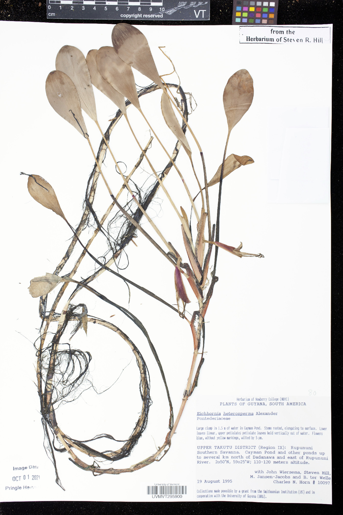 Eichhornia heterosperma image