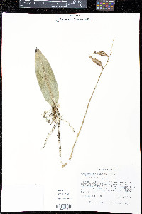 Oeceoclades maculata image