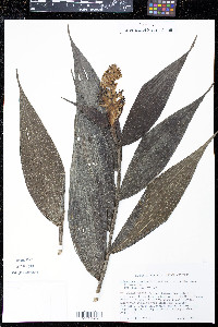 Elleanthus longibracteatus image