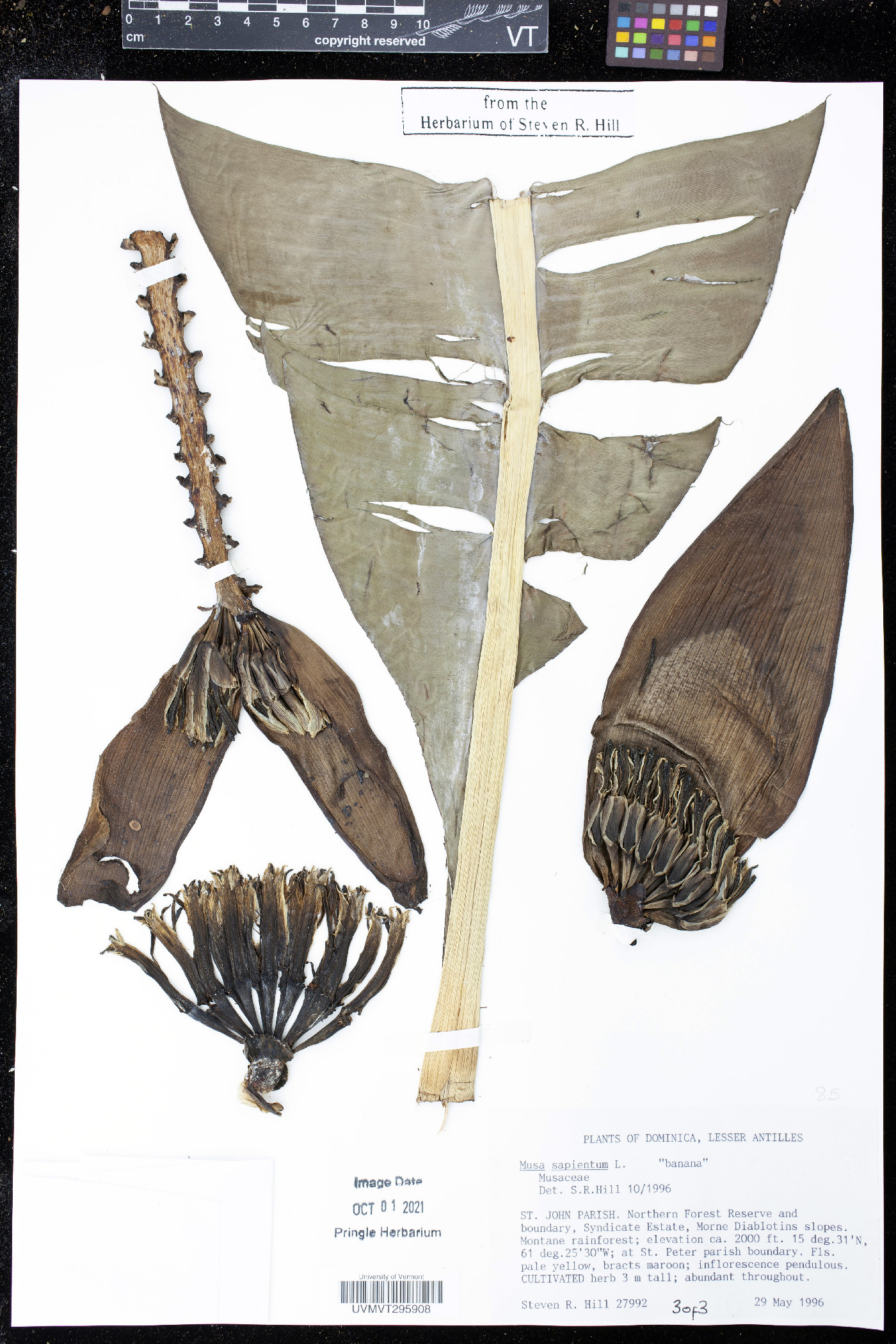 Musa sapientum image
