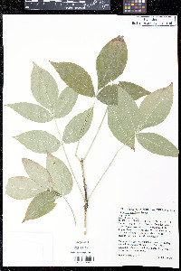 Staphylea colchica image