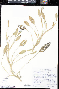 Pontederia triflora image